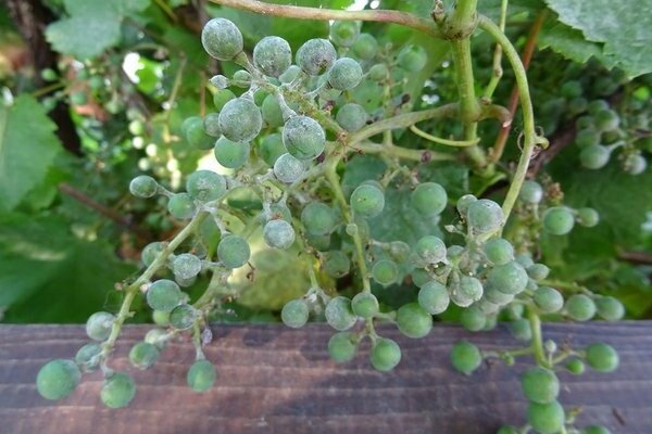 photo de raisin oïdium et comment traiter