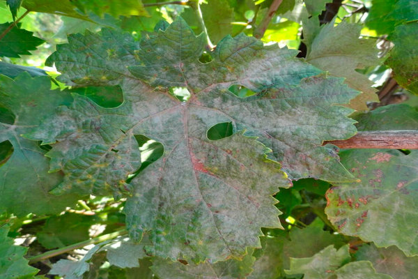 oidium on grapes control measures