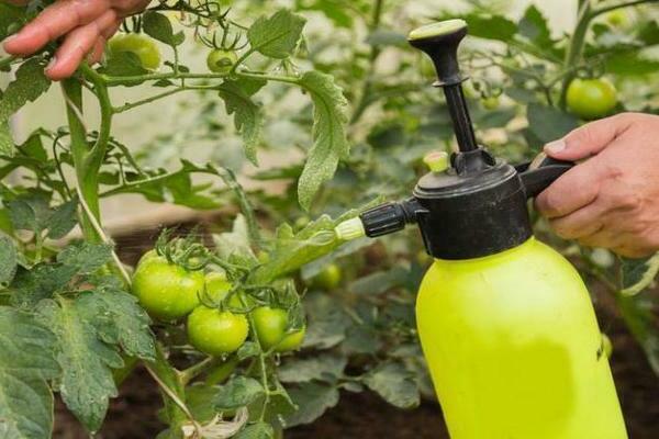 pulvérisation de tomates avec du lait