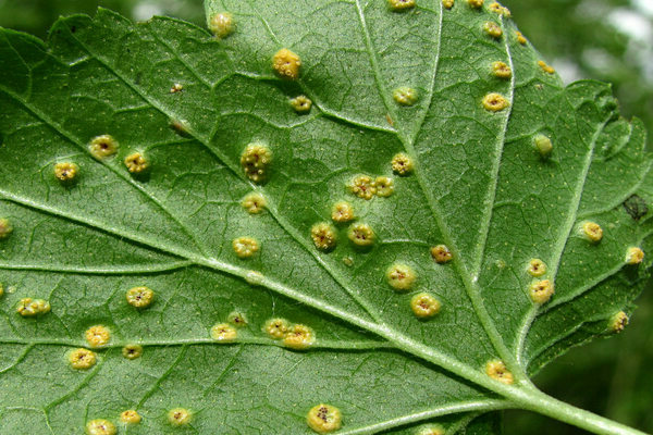 Neoplasie arancioni su foglie di ribes