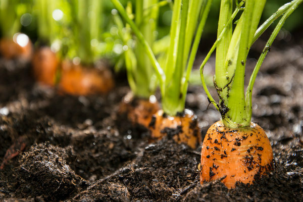 how to grow carrots outdoors