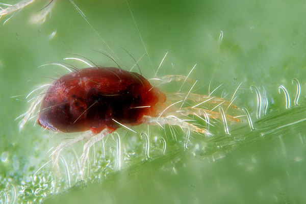 spider mite + how to fight