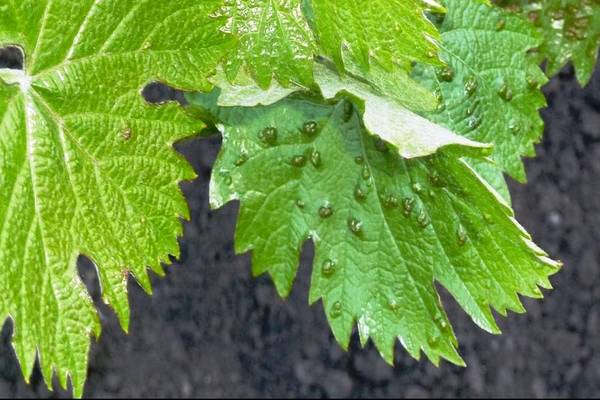spider mite + on grapes