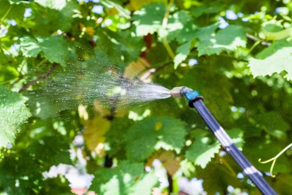+ how to get rid of + spider mites