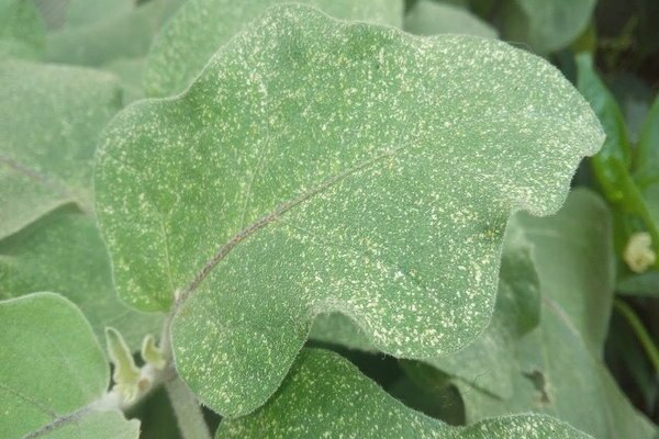 Spider mite sa talong