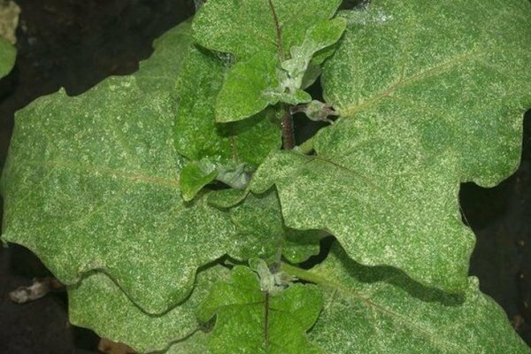 Spider mite sa talong