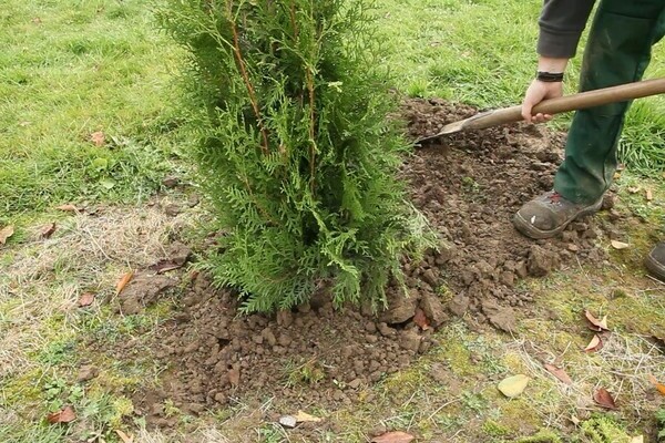 cấy ghép thuja