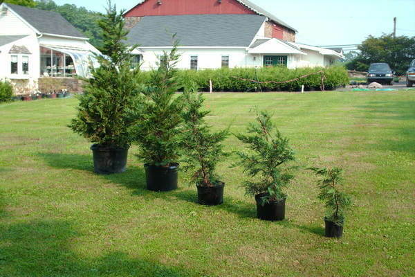 pemindahan thuja