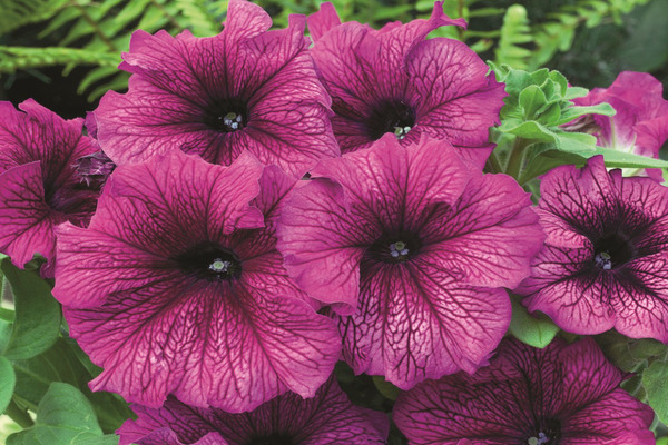 pétunia grandiflora