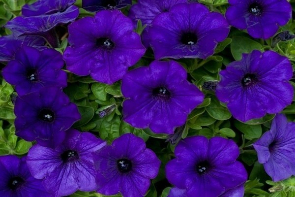 petunia wielkokwiatowa