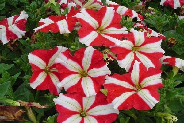 petunia pelbagai warna