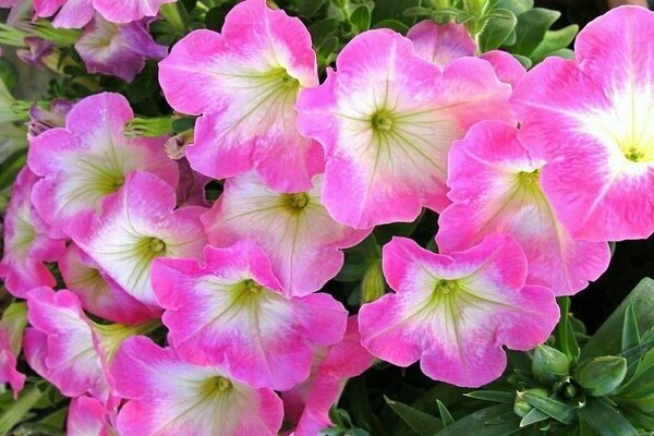 petunia pelbagai warna