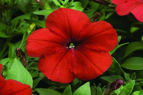 petunia pelbagai warna