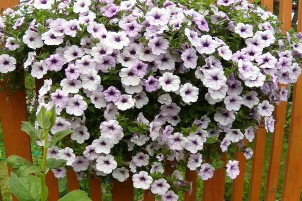 tifone della petunia