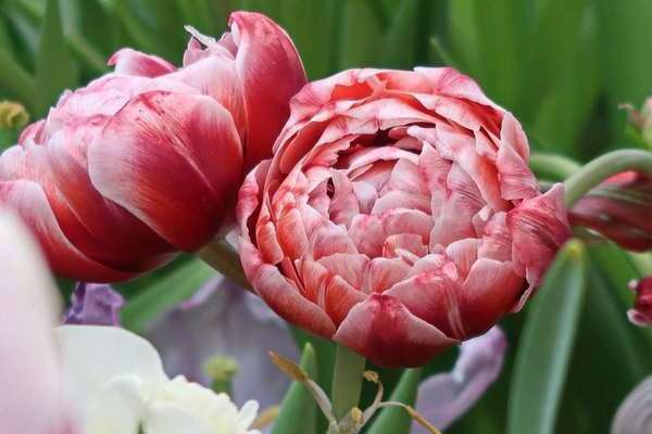 Peony tulips: description