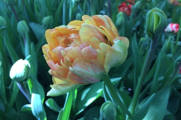 Peony tulips: photos, cultivation features