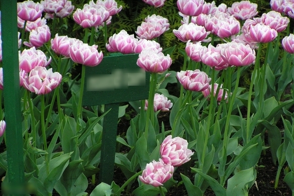 Peony tulip: varieties, description