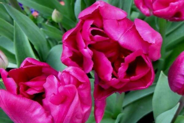 Peony tulip: varieties, description