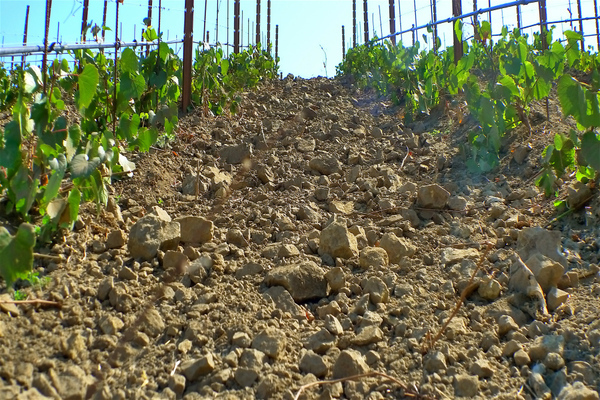 soil for grapes