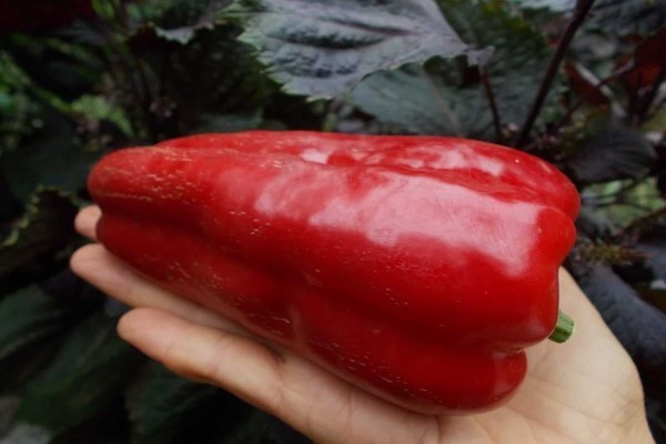 pepper Gift of Moldova