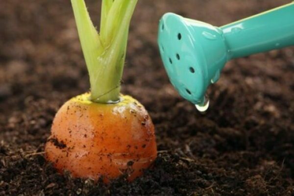 Подхранване на моркови в открито поле: опции за торене