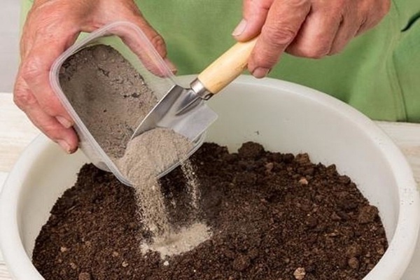 nutrire le piantine di peperoni con la cenere