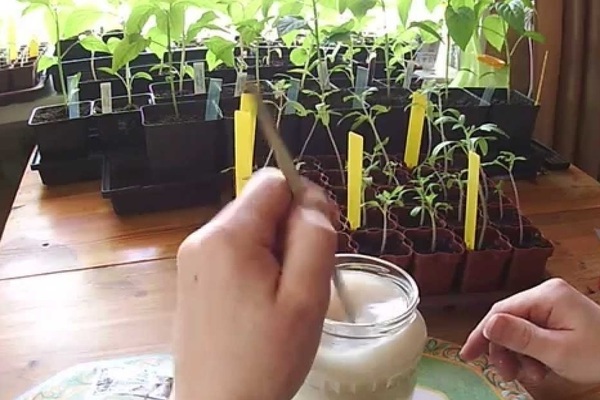 Feeding seedlings with yeast: recipes