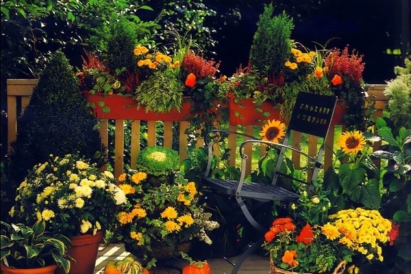 Слънчоглед в декорация на градина
