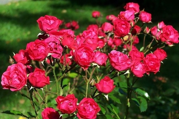 variétés de roses polyanthus