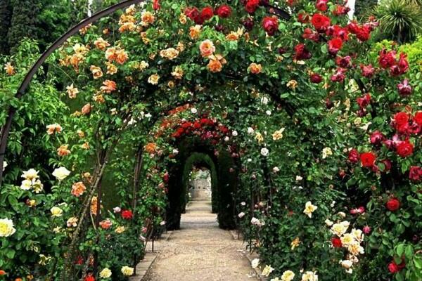 foto mawar polyanthus