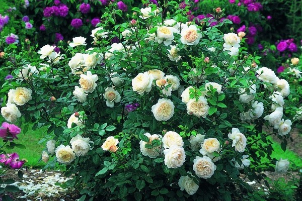 بذور الورد polyanthus