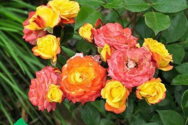 roses polyanthus