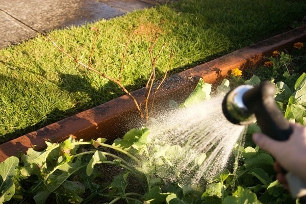 watering grapes