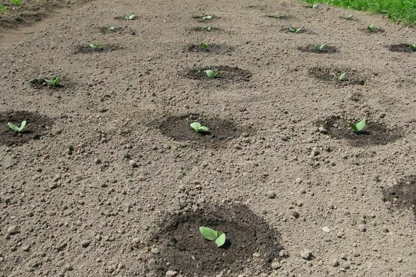 Piantare zucche nel terreno: scegliere e preparare un sito