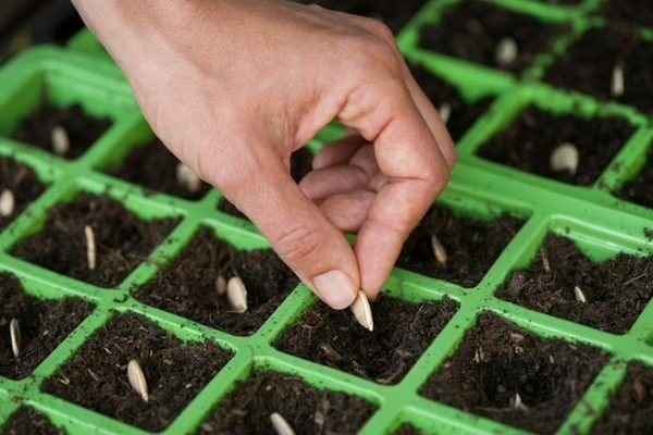 Piantare una zucca nel terreno su un mucchio di compost