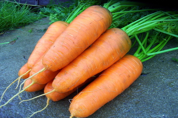 Shantane carrots