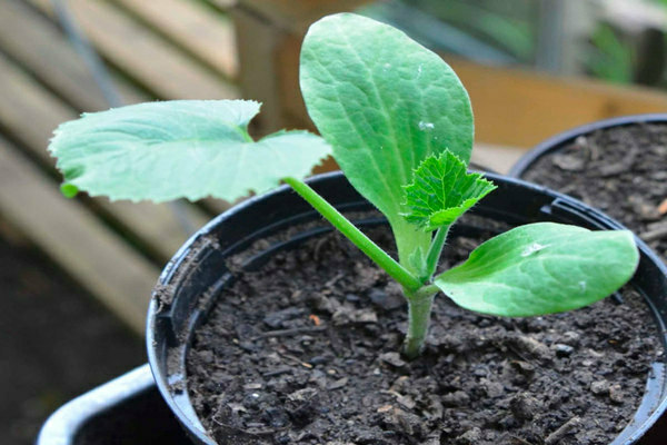 Growing rules and photos of pumpkin and zucchini seedlings: zucchini seedlings