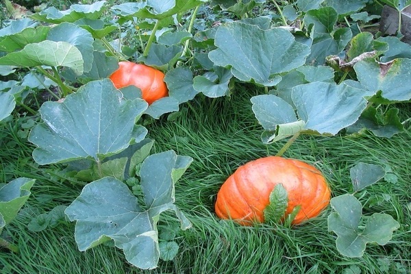 Seedlings of pumpkins, zucchini: distinctive features of plants and fruits of the family