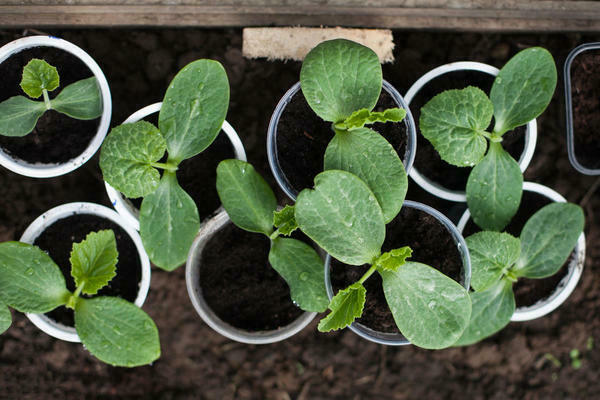 How to distinguish between squash and pumpkin seedlings