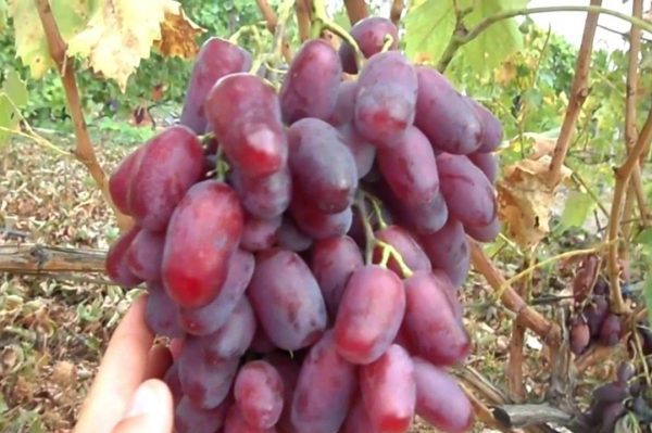 grape variety Rizamat