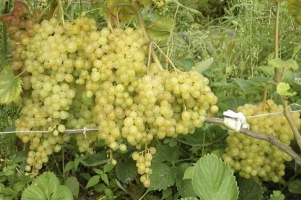 grape variety Rusbol