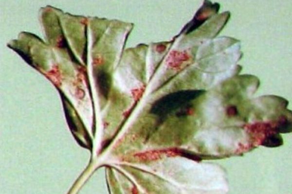 rust + on gooseberry leaves