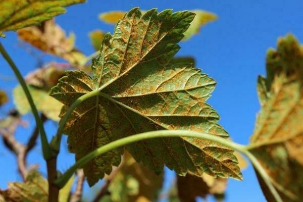 Rust on currants