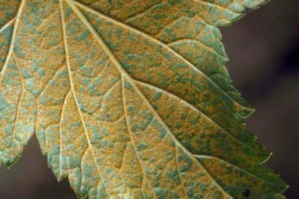 Rust on currants