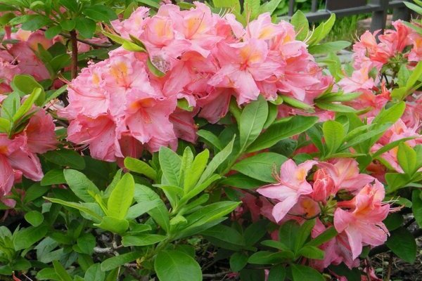 garden azalea