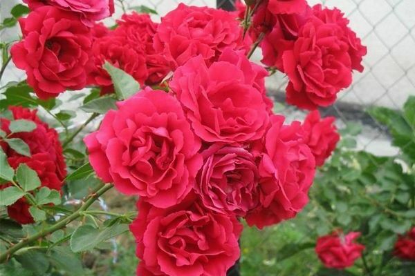 flowers rose santana