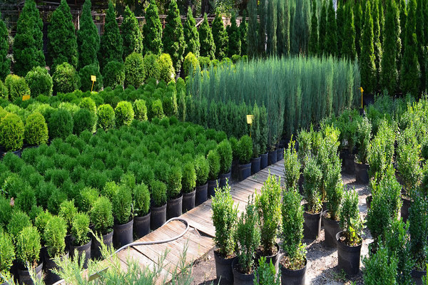 Coniferous plant care