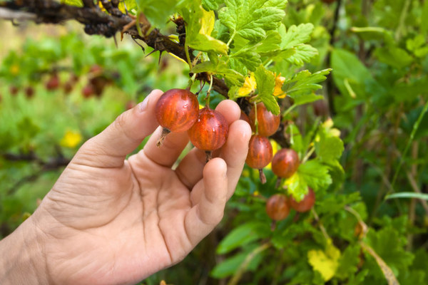 gooseberry harvest