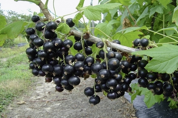 Black currant Exotic: recommendations for cultivation