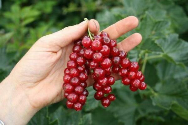 Currant Natalie: how to plant correctly